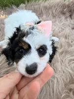 Pippa, a male Cavapoo for sale in Fredericksburg, OH – 2 of 5
