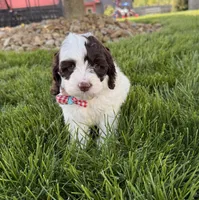 Winston , a male Cockapoo for sale in Fredericksburg, OH – 2 of 7