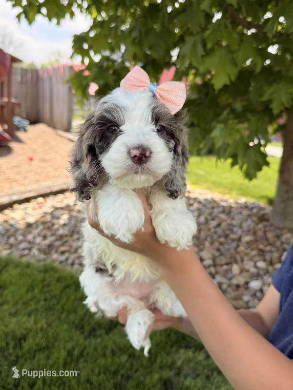Millie – Cockapoo puppy for sale in Fredericksburg, OH