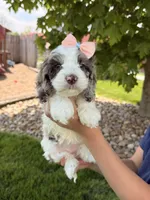 Millie, a female Cockapoo for sale in Fredericksburg, OH – 3 of 7