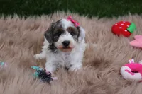 Maisie, a female Poodle - Miniature  for sale in Fredericksburg, OH – 4 of 8