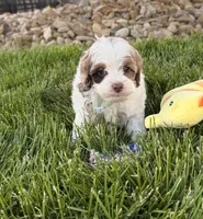 Beau, a male Cockapoo for sale in Fredericksburg, OH – 4 of 5
