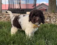 Bentley , a male Cockapoo for sale in Fredericksburg, OH – 4 of 9