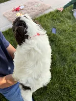 Winston , a male Cockapoo for sale in Fredericksburg, OH – 6 of 7