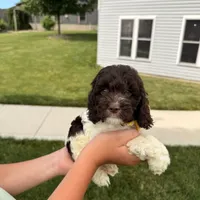 Bentley , a male Cockapoo for sale in Fredericksburg, OH – 5 of 9
