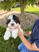 Winston , a male Cockapoo for sale in Fredericksburg, OH – 5 of 7