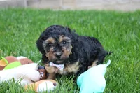 Bandit , a male Poodle - Miniature  for sale in Fredericksburg, OH – 4 of 5