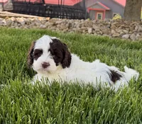 Winston , a male Cockapoo for sale in Fredericksburg, OH – 1 of 7