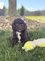Blossom, a female Cockapoo for sale in Fredericksburg, OH – 3 of 5