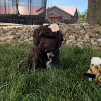 Bailey , a female Cockapoo for sale in Fredericksburg, OH – 2 of 6