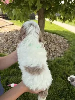 Beau, a male Cockapoo for sale in Fredericksburg, OH – 5 of 5