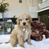 Aspen, a male Cavapoo for sale in Fredericksburg, OH – Photo 2 of 5