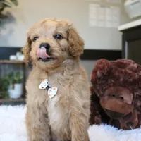 Aspen, a male Cavapoo for sale in Fredericksburg, OH – Photo 4 of 5