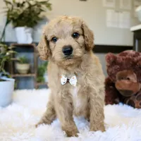 Aspen, a male Cavapoo for sale in Fredericksburg, OH – Photo 3 of 5