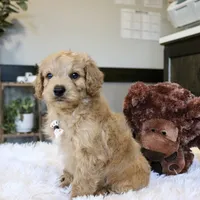 Aspen, a male Cavapoo for sale in Fredericksburg, OH – Photo 5 of 5