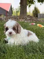 Beau, a male Cockapoo for sale in Fredericksburg, OH – 2 of 5