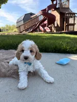 Tucker, a male Cavapoo for sale in Fredericksburg, OH – 3 of 4