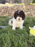Biscuit , a male Cockapoo for sale in Fredericksburg, OH – 3 of 8