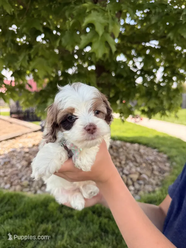 Beau – Cockapoo puppy for sale in Fredericksburg, OH
