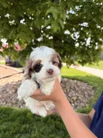 Beau, a male Cockapoo for sale in Fredericksburg, OH – 1 of 5
