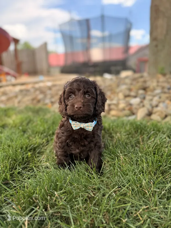 Baxter – Cockapoo puppy for sale in Fredericksburg, OH