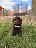 Baxter, a male Cockapoo for sale in Fredericksburg, OH – 1 of 6