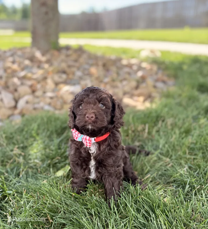 Benji – Cockapoo puppy for sale in Fredericksburg, OH