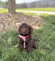Benji, a male Cockapoo for sale in Fredericksburg, OH – 1 of 8