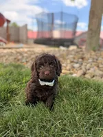 Baxter, a male Cockapoo for sale in Fredericksburg, OH – 3 of 6