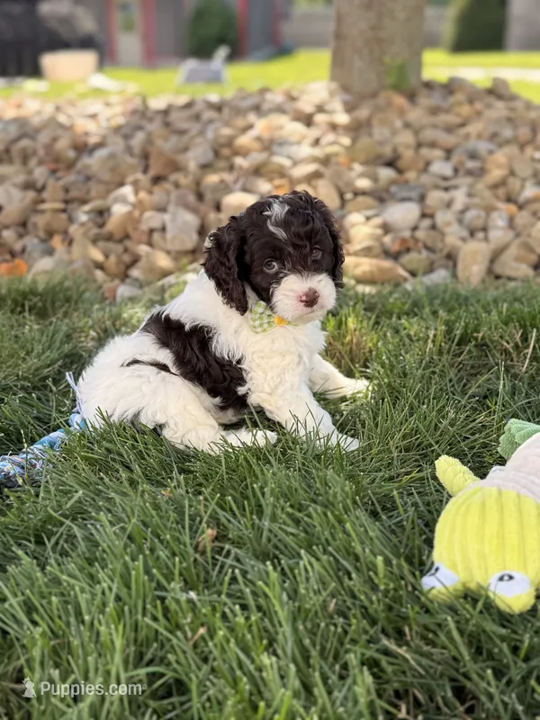 Biscuit  – Cockapoo puppy for sale in Fredericksburg, OH