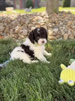 Biscuit , a male Cockapoo for sale in Fredericksburg, OH – 1 of 8