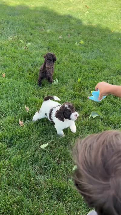 Biscuit , a male Cockapoo for sale in Fredericksburg, OH – 8 of 8