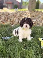 Biscuit , a male Cockapoo for sale in Fredericksburg, OH – 7 of 8
