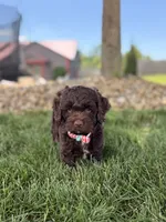 Benji, a male Cockapoo for sale in Fredericksburg, OH – 4 of 8