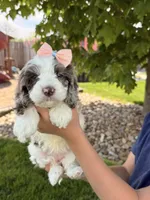 Millie, a female Cockapoo for sale in Fredericksburg, OH – 4 of 7