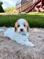 Tucker, a male Cavapoo for sale in Fredericksburg, OH – 4 of 4