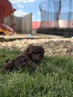Benji, a male Cockapoo for sale in Fredericksburg, OH – 3 of 8