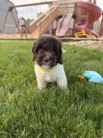 Bentley , a male Cockapoo for sale in Fredericksburg, OH – 8 of 9