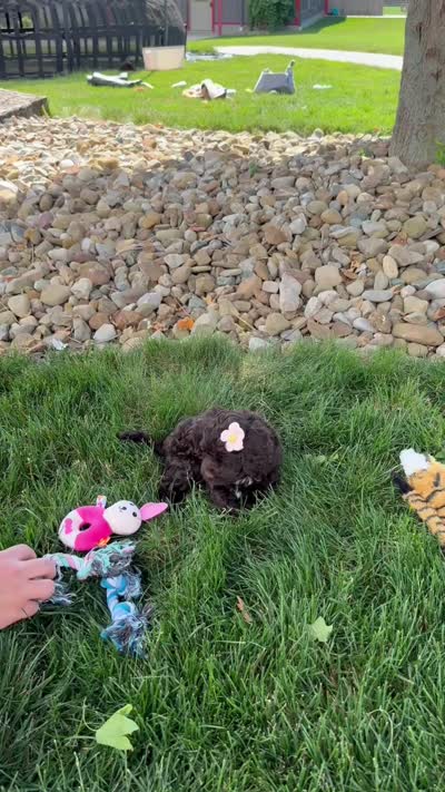 Bailey , a female Cockapoo for sale in Fredericksburg, OH – 6 of 6