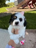Pippa, a male Cavapoo for sale in Fredericksburg, OH – 1 of 5