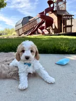 Tucker, a male Cavapoo for sale in Fredericksburg, OH – 2 of 4