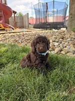Baxter, a male Cockapoo for sale in Fredericksburg, OH – 5 of 6