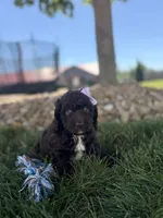 Blossom, a female Cockapoo for sale in Fredericksburg, OH – 4 of 5