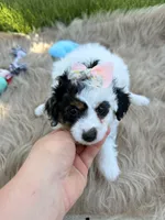 Pippa, a male Cavapoo for sale in Fredericksburg, OH – 3 of 5