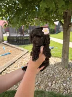 Bailey , a female Cockapoo for sale in Fredericksburg, OH – 5 of 6