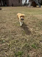 Reba, a female Pembroke Welsh Corgi for sale in Elizabeth, LA – Photo 2 of 2