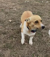 Reba, a female Pembroke Welsh Corgi for sale in Elizabeth, LA – Photo 6 of 8