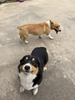 Reba, a female Pembroke Welsh Corgi for sale in Elizabeth, LA – Photo 7 of 8