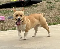 Reba, a female Pembroke Welsh Corgi for sale in Elizabeth, LA – Photo 4 of 8