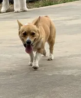 Reba, a female Pembroke Welsh Corgi for sale in Elizabeth, LA – Photo 5 of 8